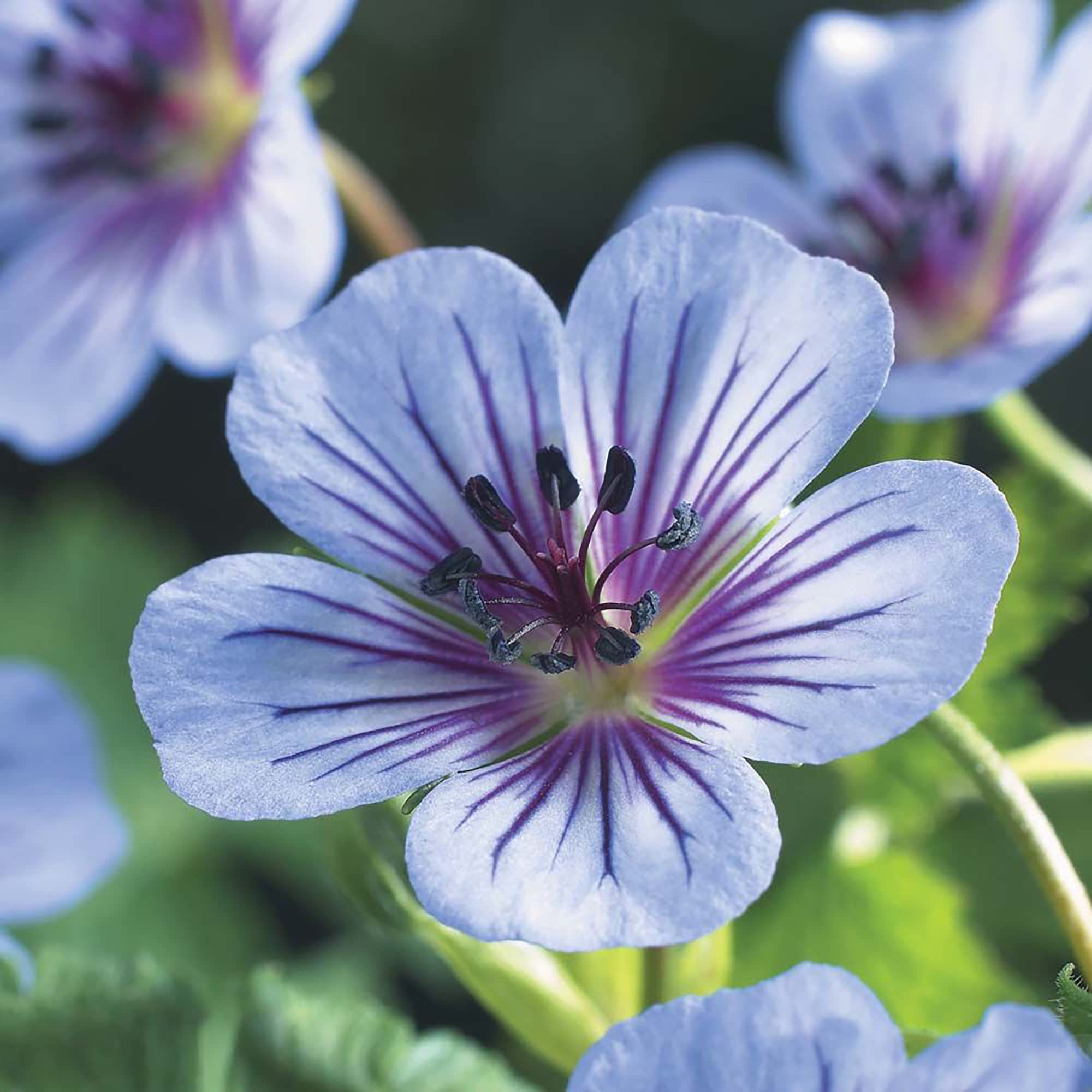Geranium wallichianum seeds for planting – perennial flowering plant seeds with blue to violet blooms and dark veins, suitable for gardens, borders, and rock gardens